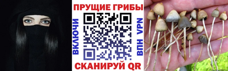 hydra ссылка  Вичуга  Галлюциногенные грибы прущие грибы 